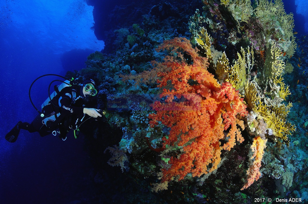 Dendronephthya-sp  Alcyonaire epineux-Catherine Ambiance Safaga Abu kifan-17m-20171124-Denis-ADER-DSC_3763_tn.jpg